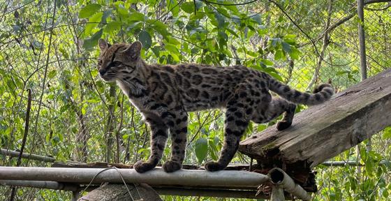 Leopardus Tilcayo